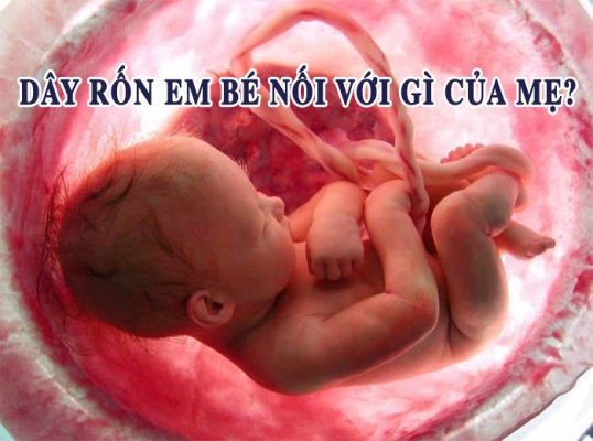 Dây rốn em bé nối với gì của mẹ? Và những điều cần biết