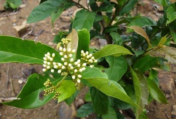 Uống nước xạ đen hàng ngày có tốt không- Kiến thức không phải ai cũng nắm được?