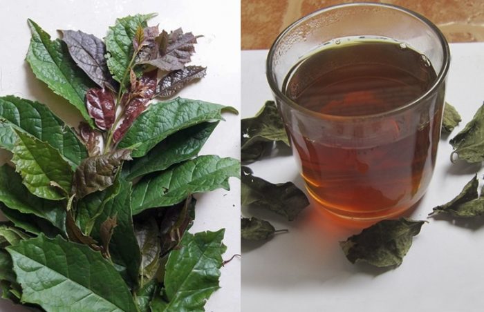 Uống nước xạ đen hàng ngày có tốt không- Kiến thức không phải ai cũng nắm được?