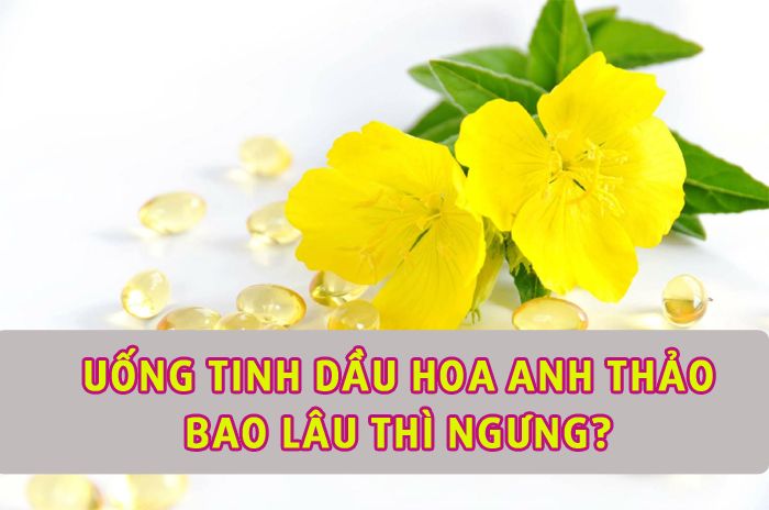 Uống tinh dầu hoa anh thảo bao lâu thì ngừng?
