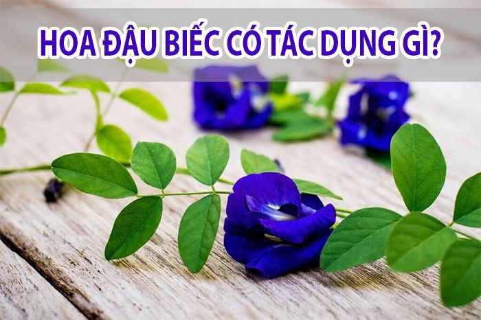 Hoa đậu biếc có tác dụng gì? Tác hại gì? Với Sức Khỏe con người
