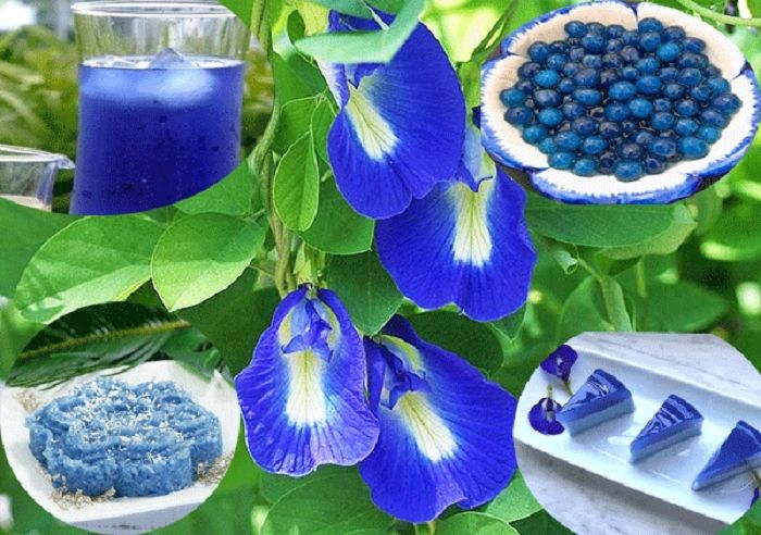 Hoa đậu biếc có tác dụng gì? Tác hại gì? Với Sức Khỏe con người