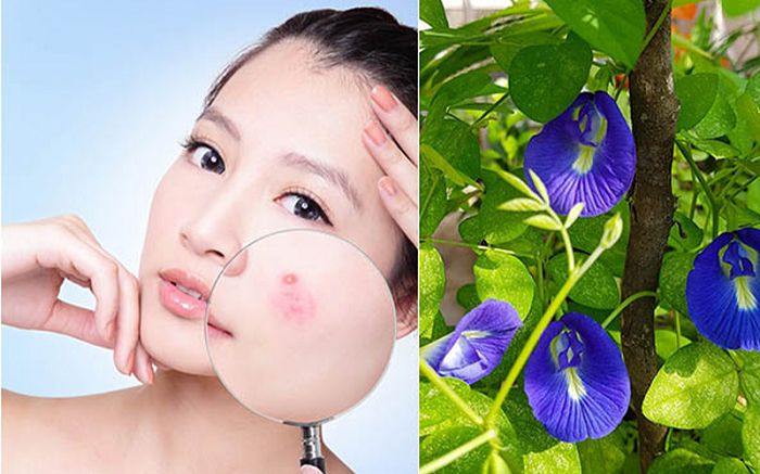 Hoa đậu biếc có tác dụng gì? Tác hại gì? Với Sức Khỏe con người