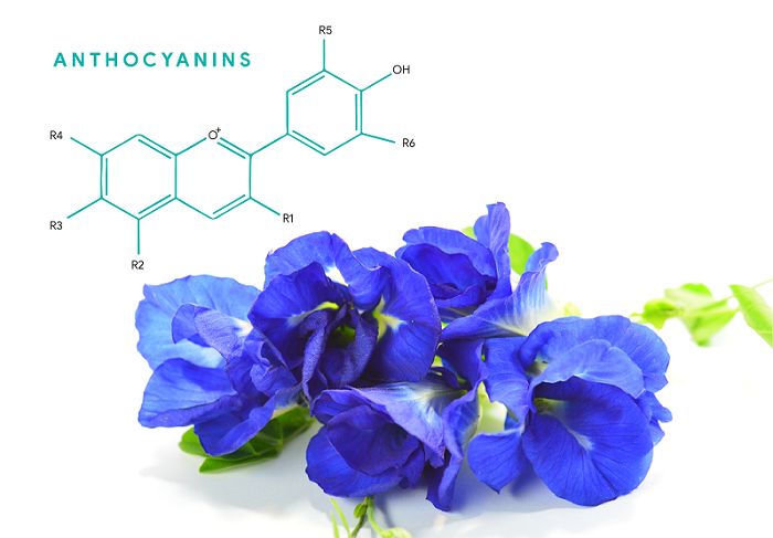 Hoa đậu biếc có tác dụng gì? Tác hại gì? Với Sức Khỏe con người