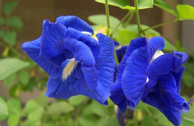 Hoa đậu biếc có tác dụng gì