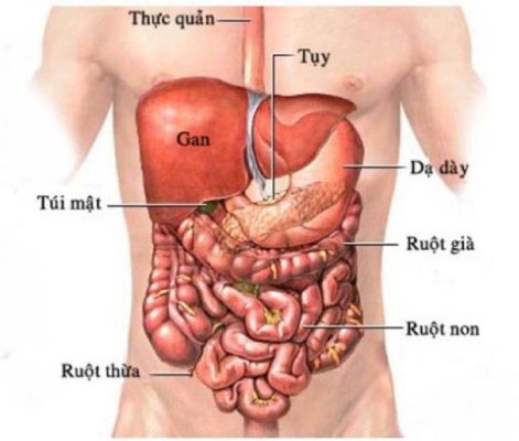 Tuyến tụy nằm ở đâu? Những bệnh lý liên quan đến tuyến tụy