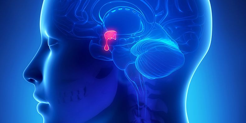 Tuyến yên nằm ở đâu? Những không nên bỏ qua về tuyến yên