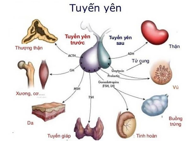 Tuyến yên nằm ở đâu? Những không nên bỏ qua về tuyến yên