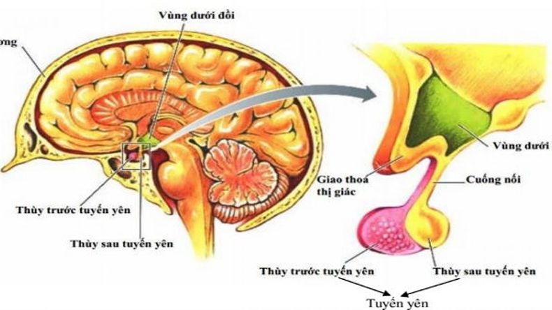 Tuyến yên nằm ở đâu? Những không nên bỏ qua về tuyến yên
