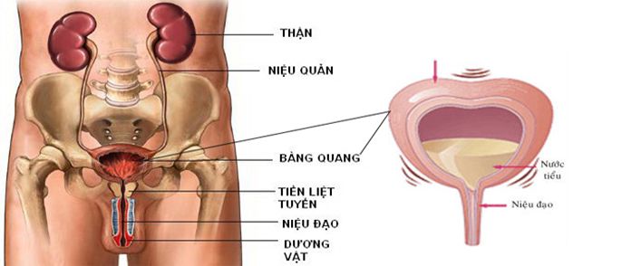 Bàng quang nằm ở đâu? Cấu tạo, chức năng và các bệnh thường gặp