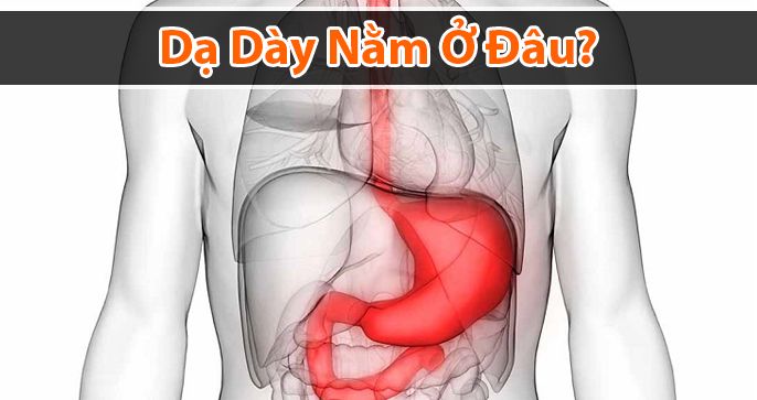 Dạ dày nằm ở đâu? Cấu tạo như thế nào và chức năng ra sao?