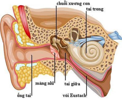 Màng nhĩ nằm ở đâu? Vì sao màng nhĩ bị thủng?