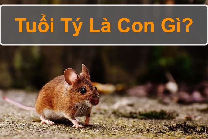 Tuổi Tý là con gì Người tuổi Tý sinh năm bao nhiêu