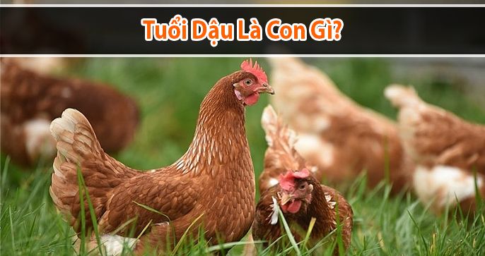 Tuổi Dậu là con gì? Người tuổi Dậu sinh năm bao nhiêu?